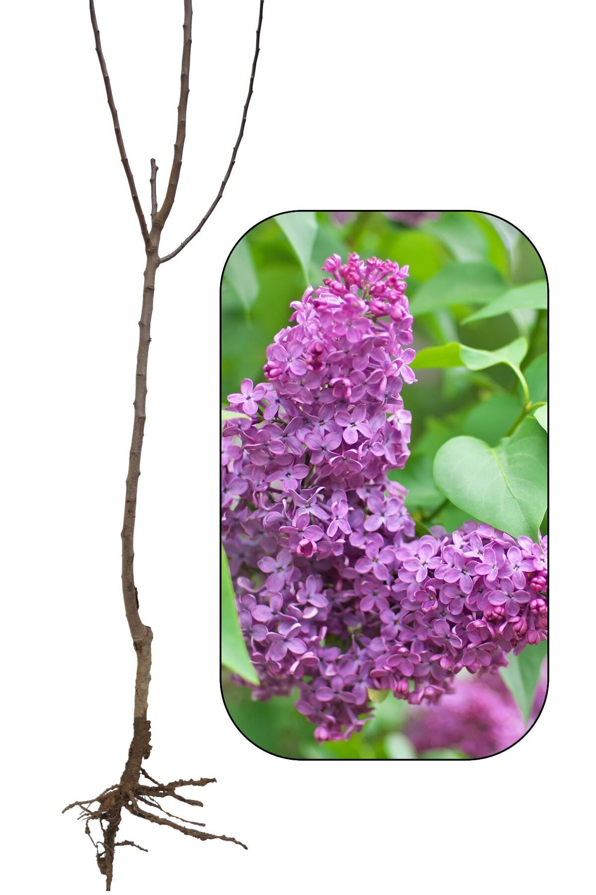 Leylak Fidanı 80-90 Cm Saksılı