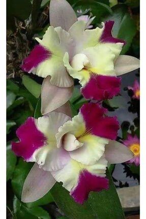 Iris-süsen Çiçeği Soğanı Katmerli 2 Adet 748559