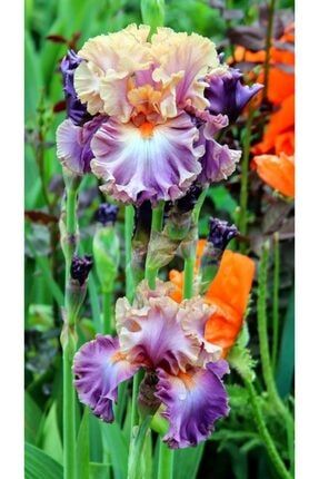 Gökkuşağı Renkli Iris Süsen Çiçeği Soğanı 2 Adet 32100025