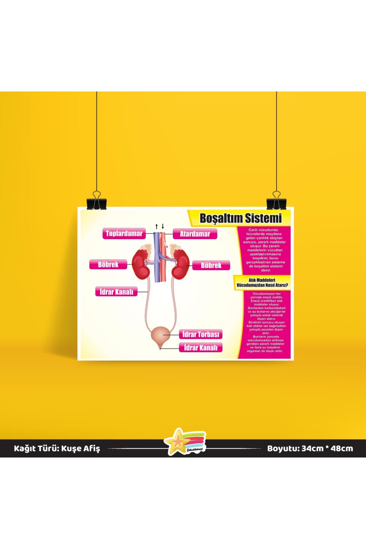 Excretory System Science Lesson Poster