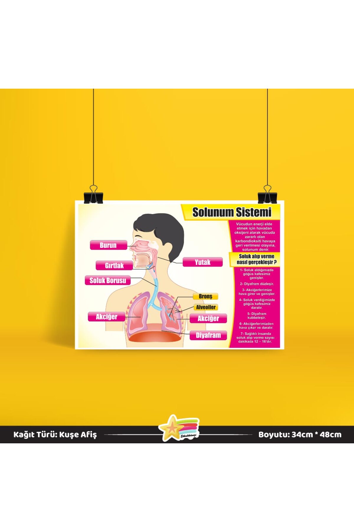 Respiratory System Science Course Poster