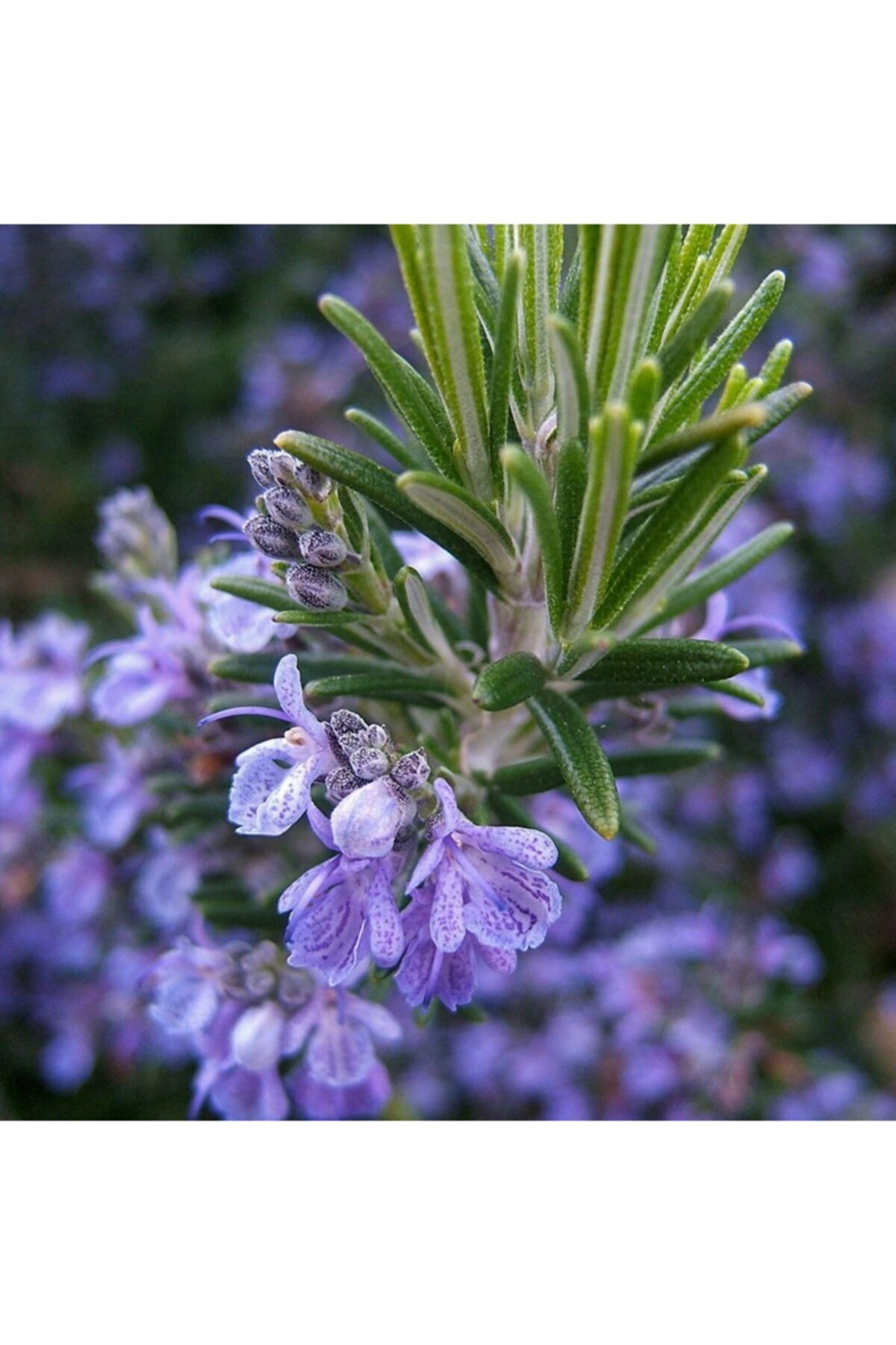 Rosmarin Officinalis Kokulu Biberiye Fidesi-2 Adet
