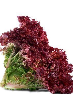 Doğal Salata Kırmızı Kıvırcık Marul 1000 Adet Tohum AT100197