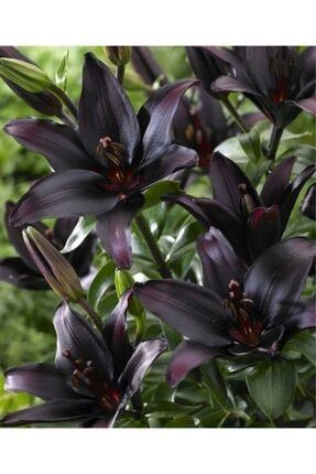 2 Adet Mis Kokulu Lilyum-zambak Çiçeği Soğanı Siyah 96331
