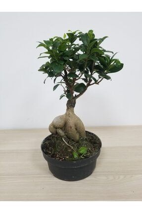 Bonsai SB-14727