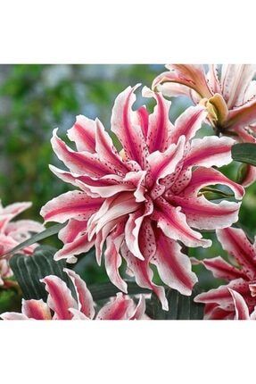 Kokulu Katlı Lilyum (zambak) Çiçek Soğanı - 2 Adet LOUK