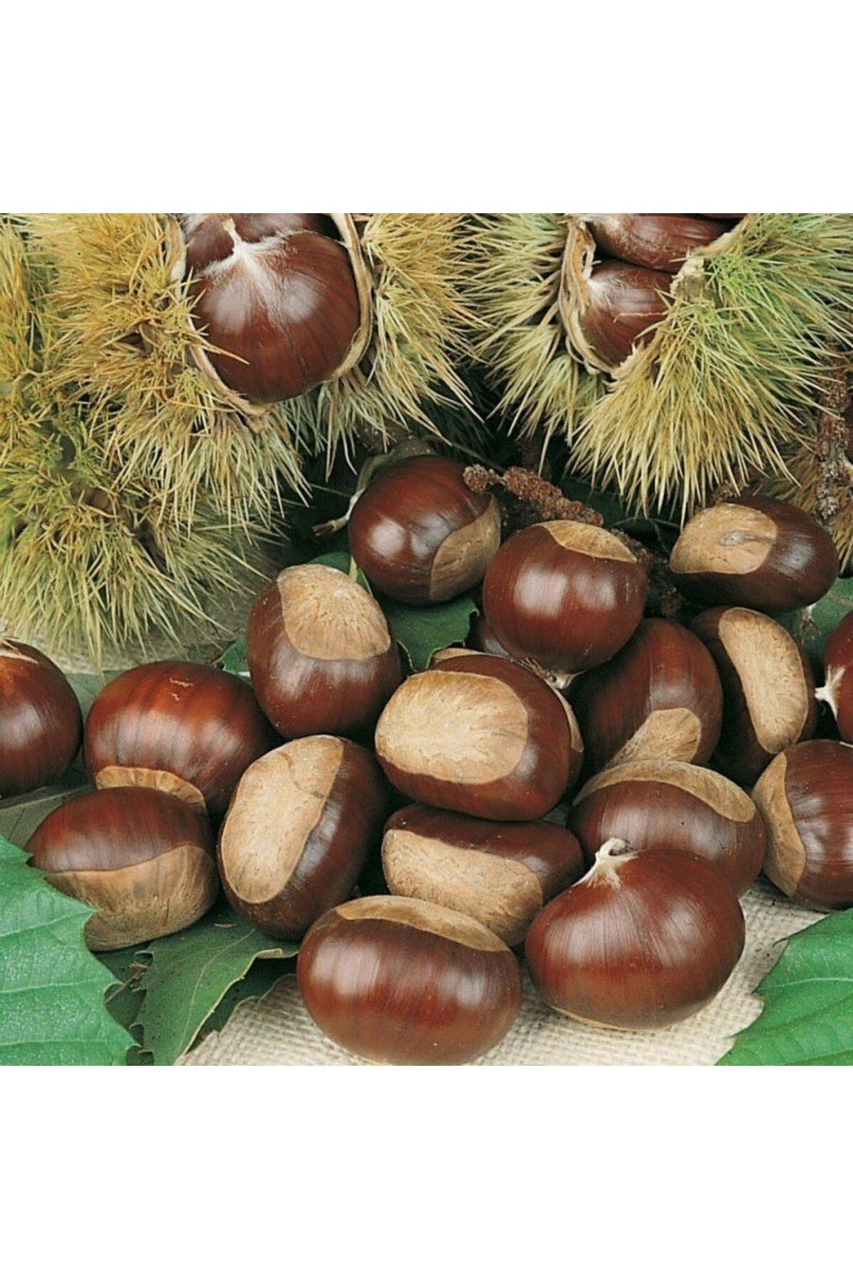 Chestnut X Lite Купить
