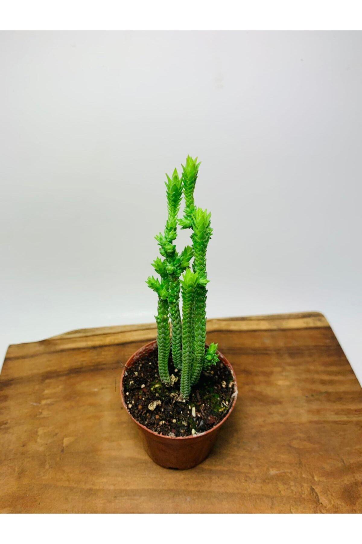 foliumbotanik Crassula Muscosa Variegata Prenses Çamı Beyaz Pembe Tür