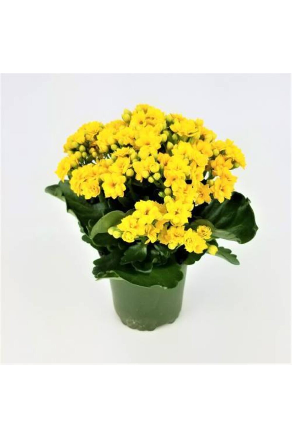 Yellow Kalancho - Kalanchoe