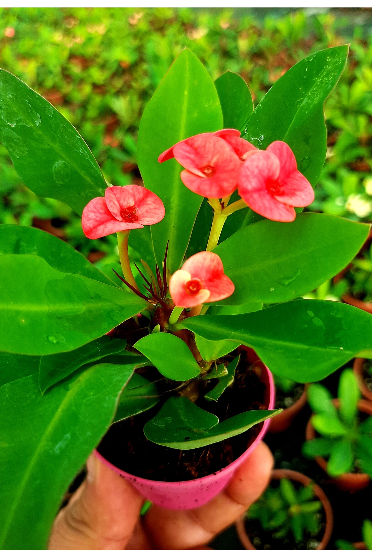 Kucuk pembe somon renk dikenler tacı euphorbia 5.5 cm saksıda 3