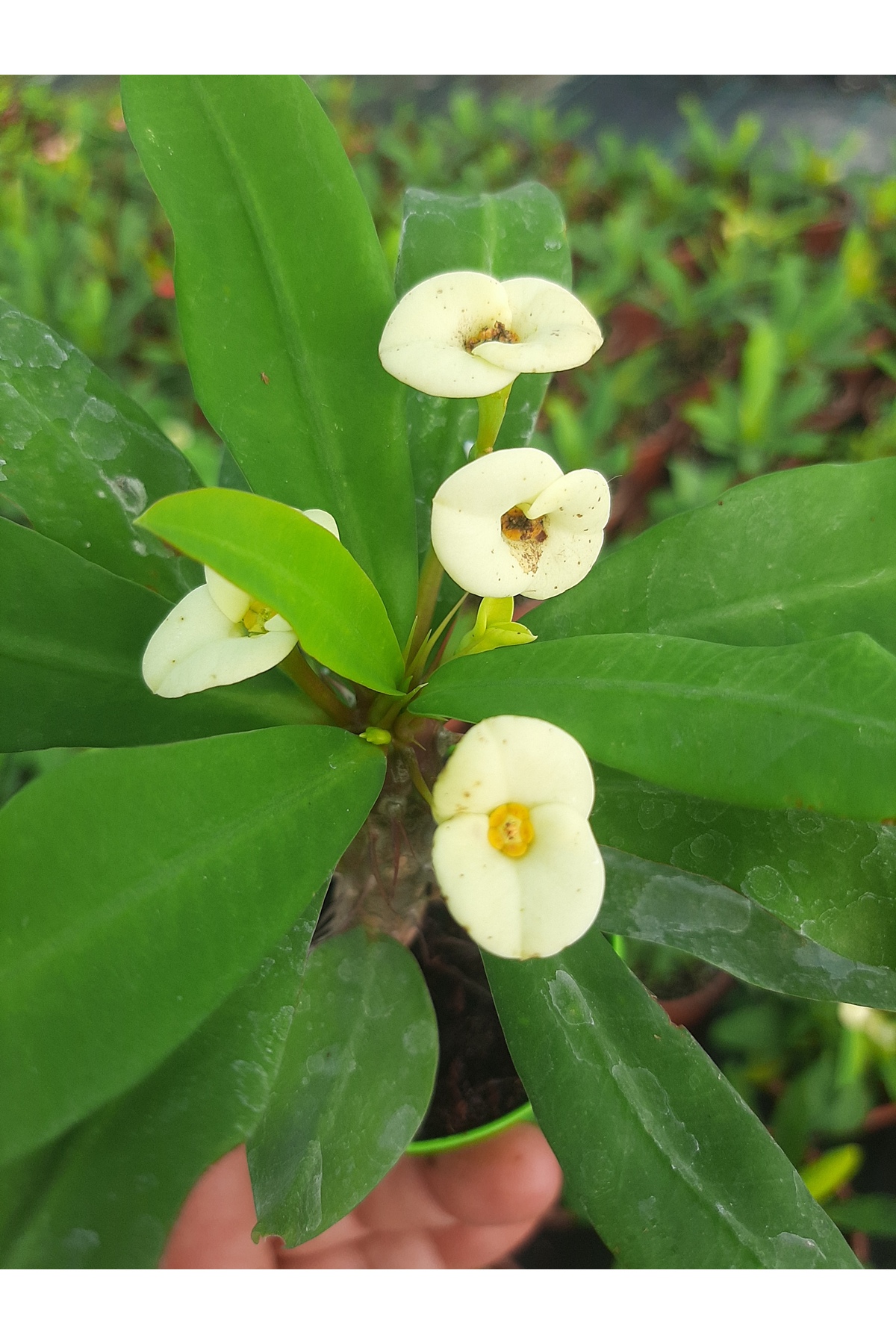 Beyaz cicekli ithal euphorbia milii 5.5 cm saksıda dikenler tacı 4