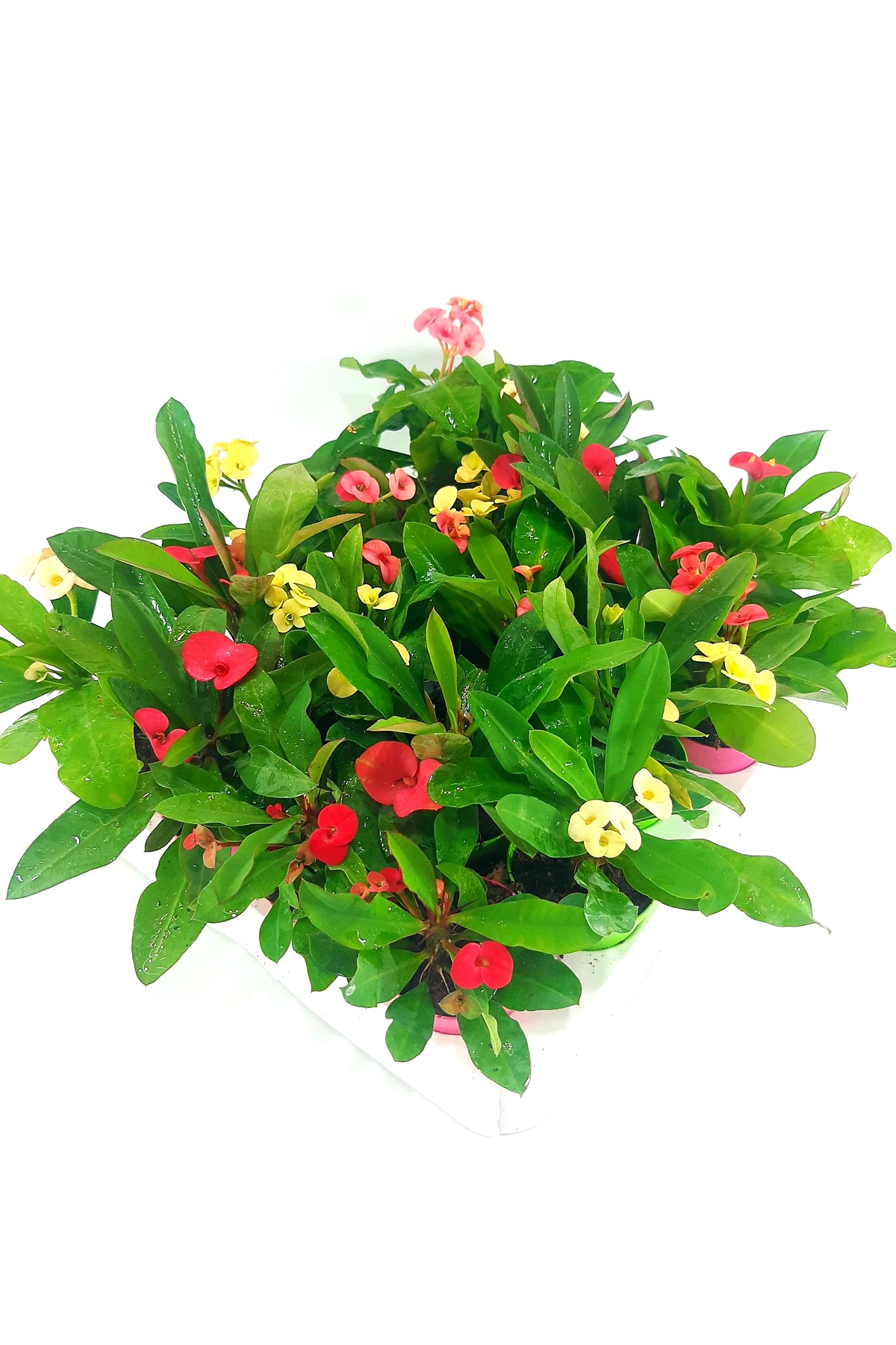 Beyaz cicekli ithal euphorbia milii 5.5 cm saksıda dikenler tacı 7