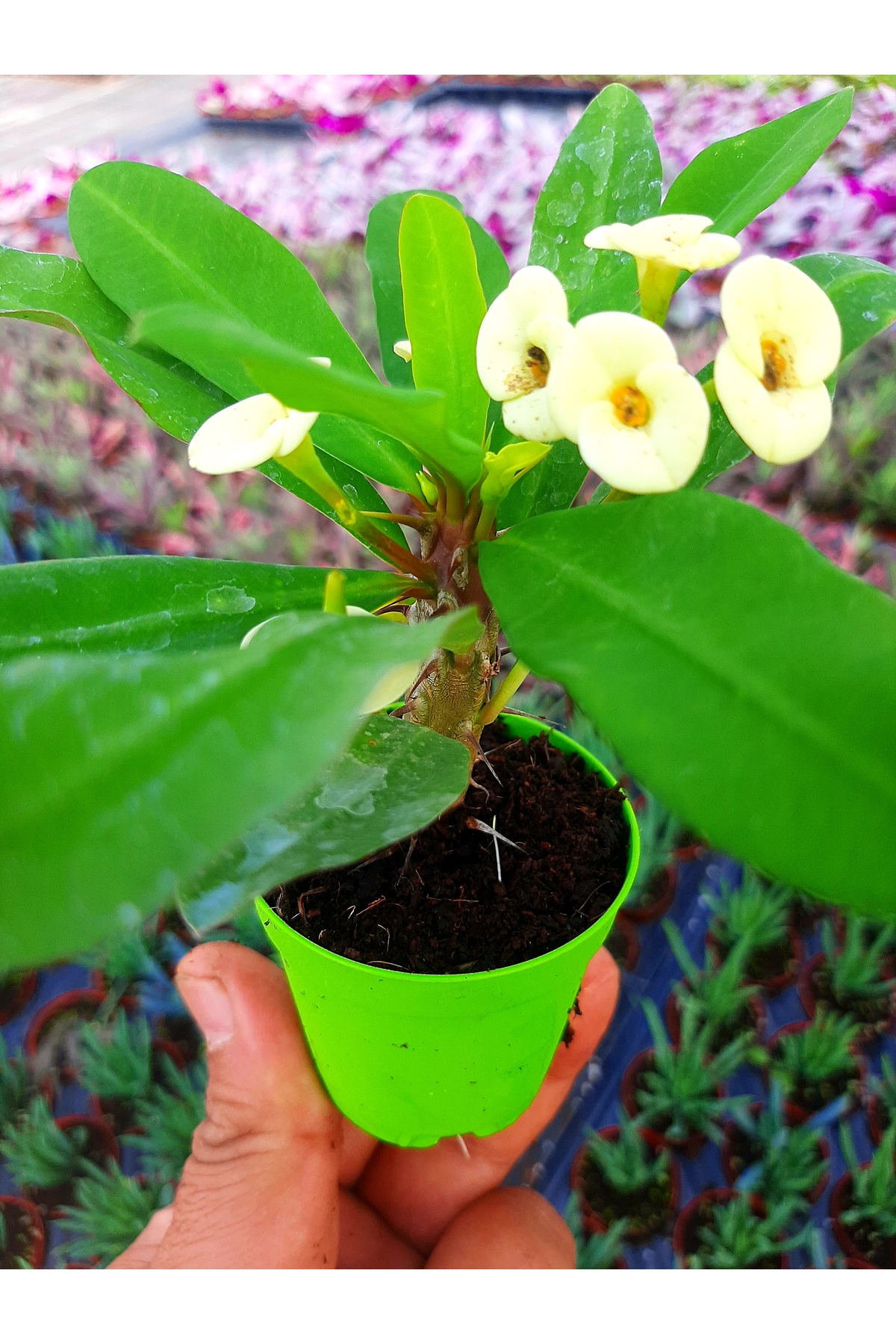 Beyaz cicekli ithal euphorbia milii 5.5 cm saksıda dikenler tacı 5