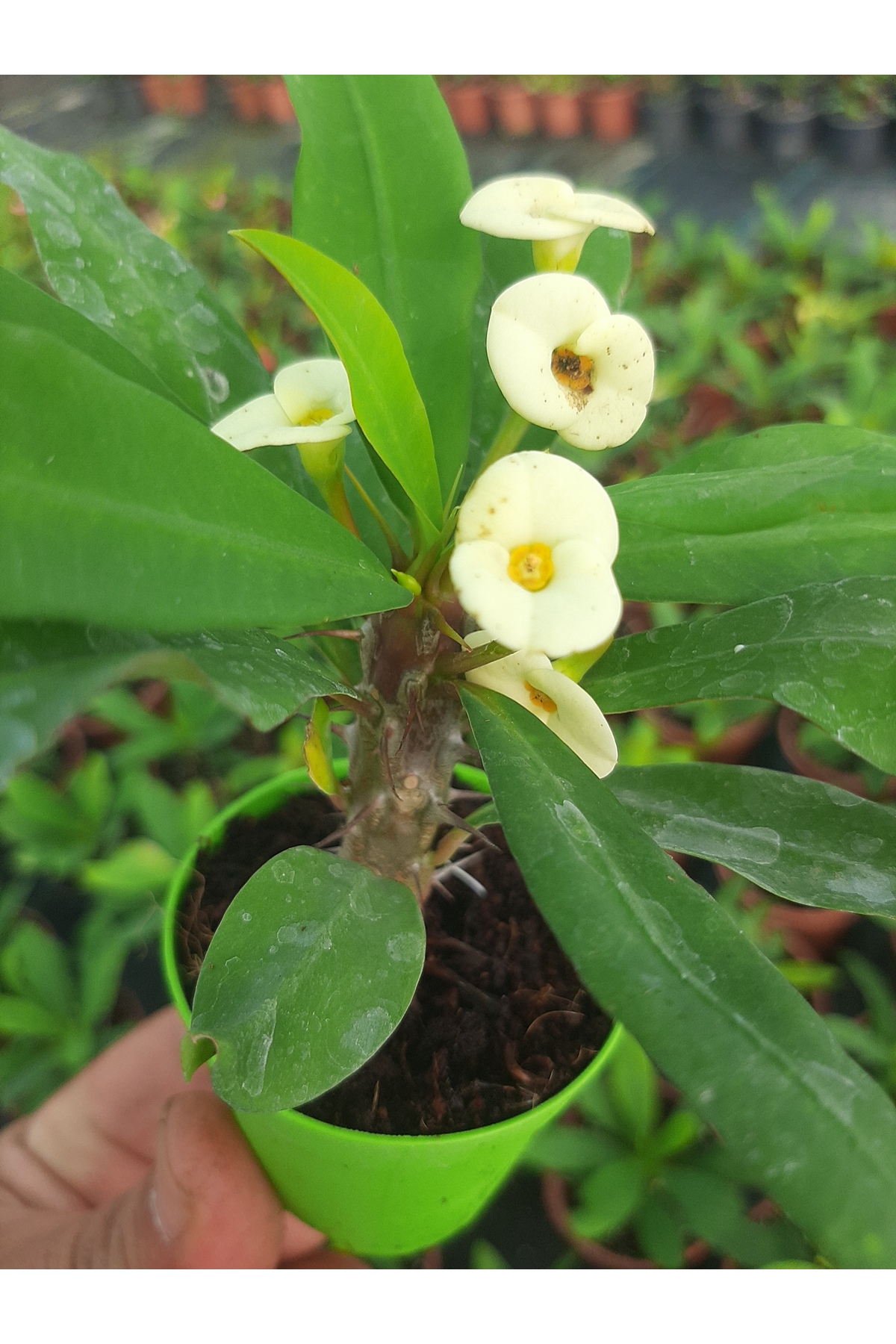 Beyaz cicekli ithal euphorbia milii 5.5 cm saksıda dikenler tacı 3