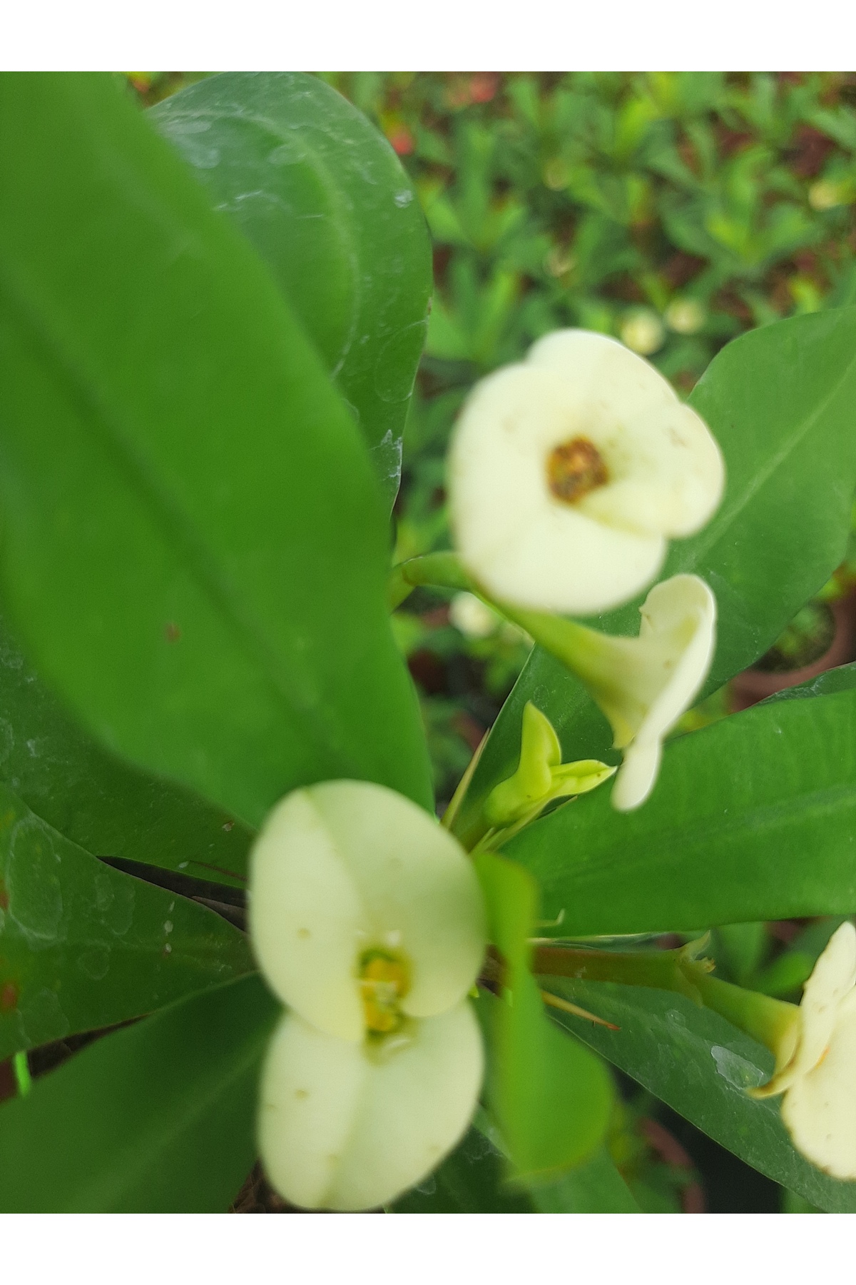 Beyaz cicekli ithal euphorbia milii 5.5 cm saksıda dikenler tacı 2