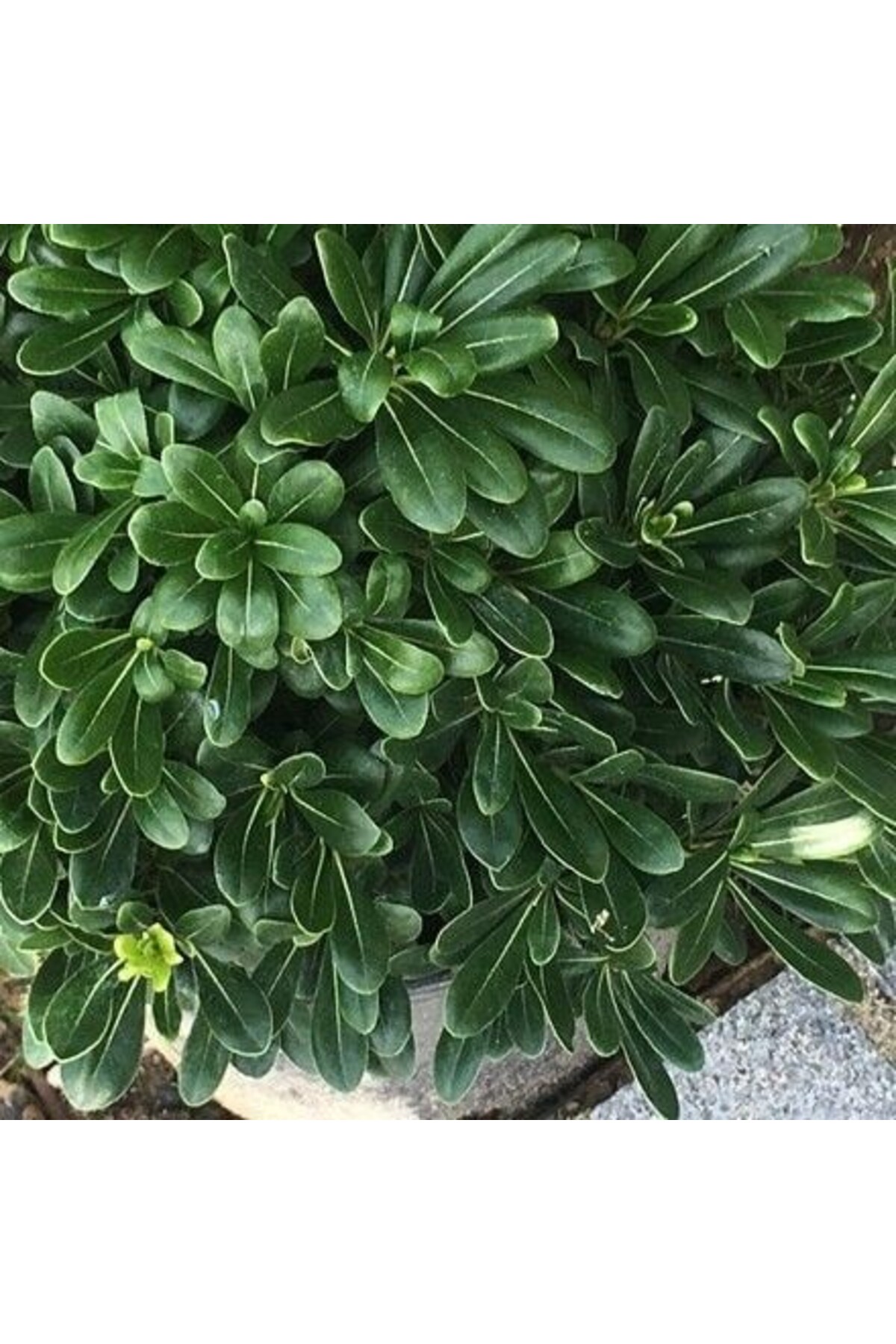 Yeşil Yapraklı Pitosporum 3