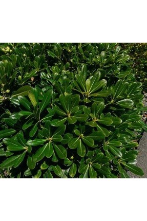 doğaşık Yeşil Yapraklı Pitosporum
