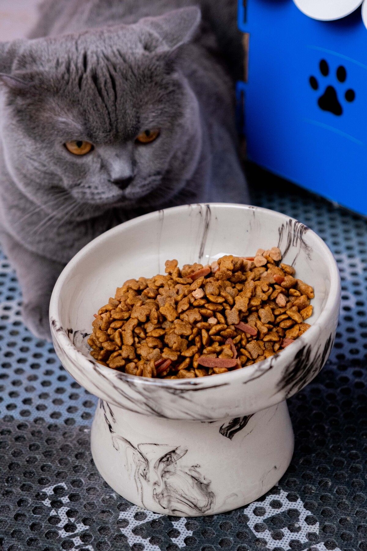 Cat wet food bowl top