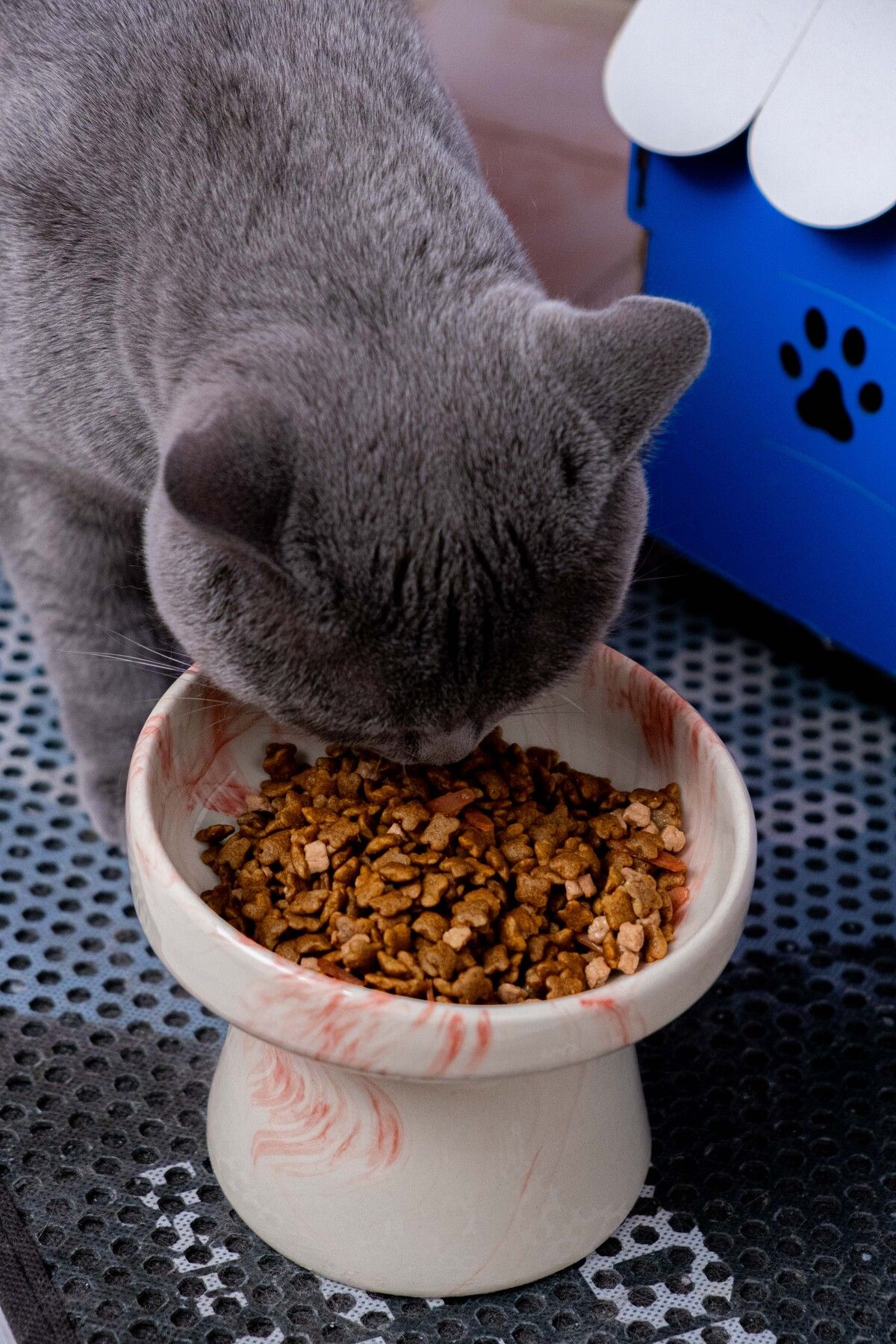 Pet cheap food bowl