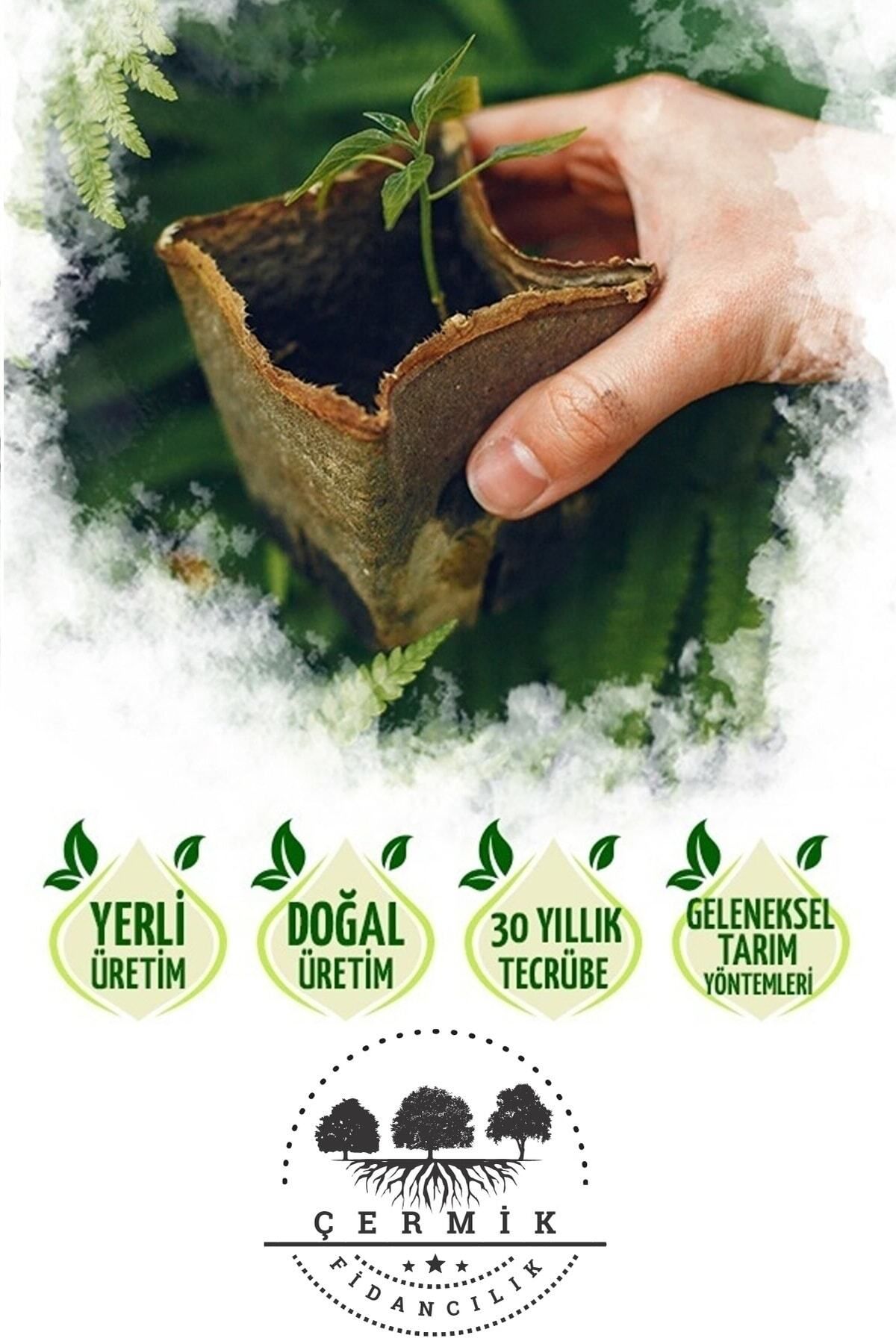 Tüplü Defne Ağacı Fidanı - 8