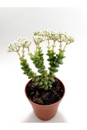 Crassula Rupestris Bitki Crassula rupestris