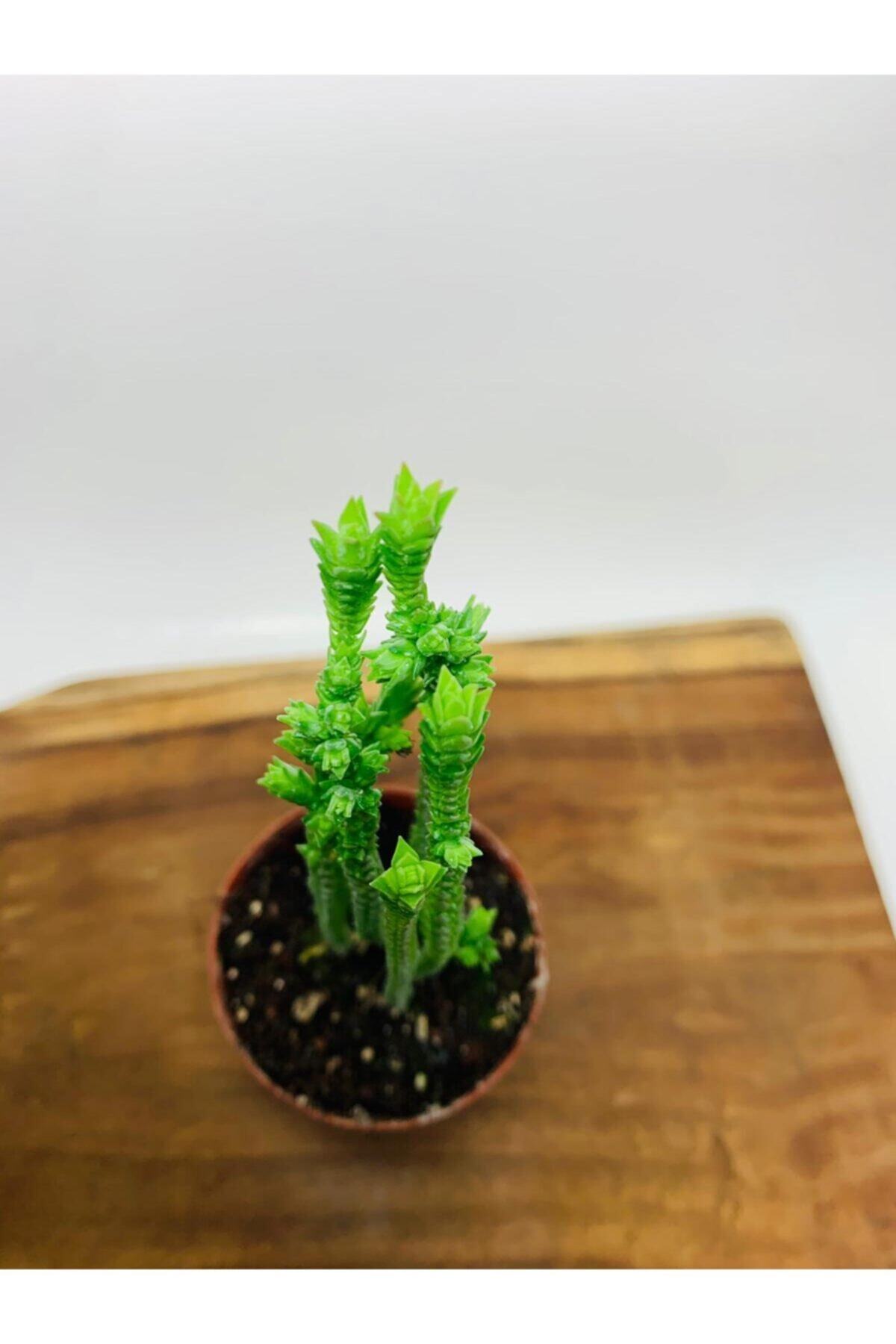 foliumbotanik Crassula Muscosa Variegata Prenses Çamı Beyaz Pembe Tür