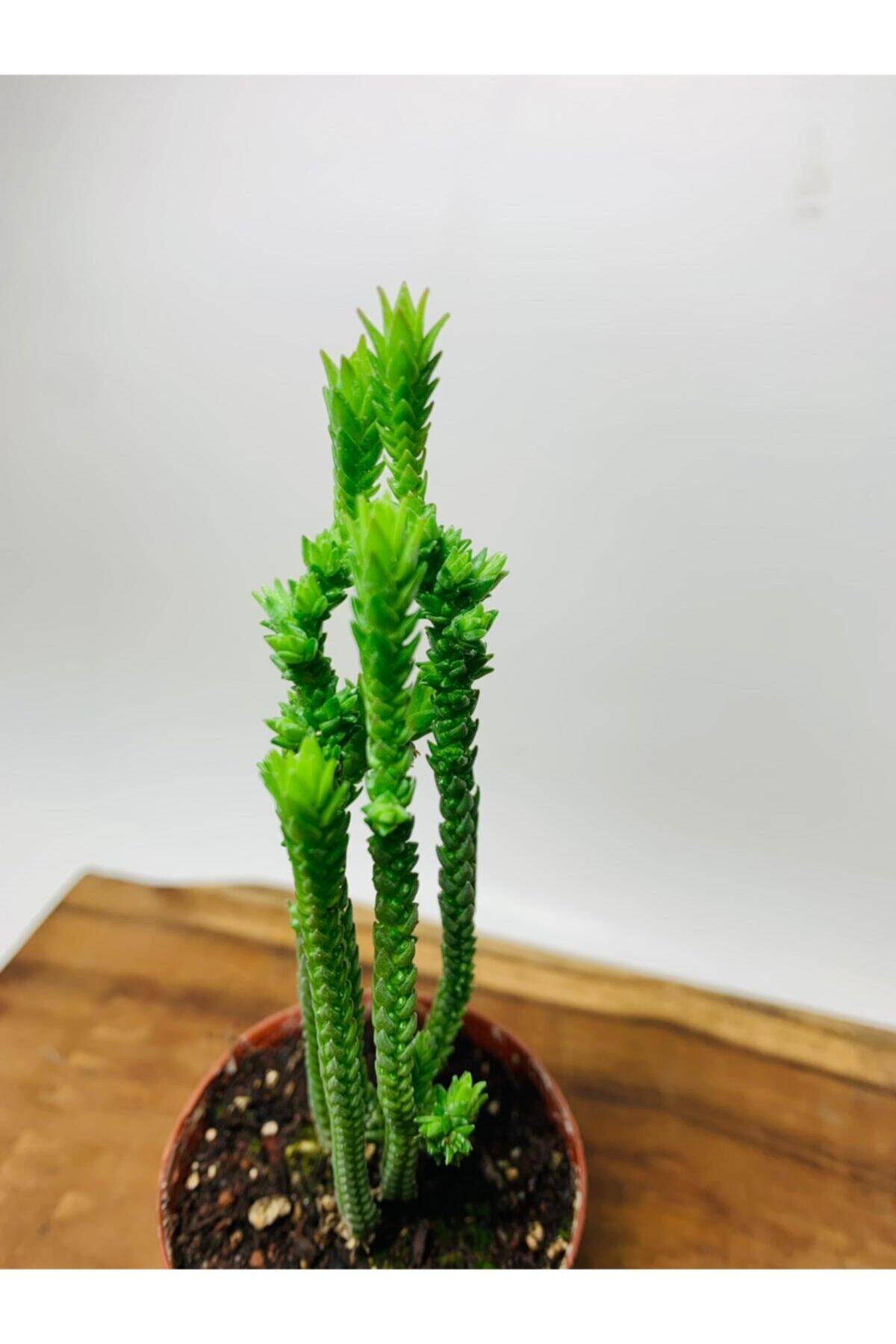 foliumbotanik Crassula Muscosa Variegata Prenses Çamı Beyaz Pembe Tür