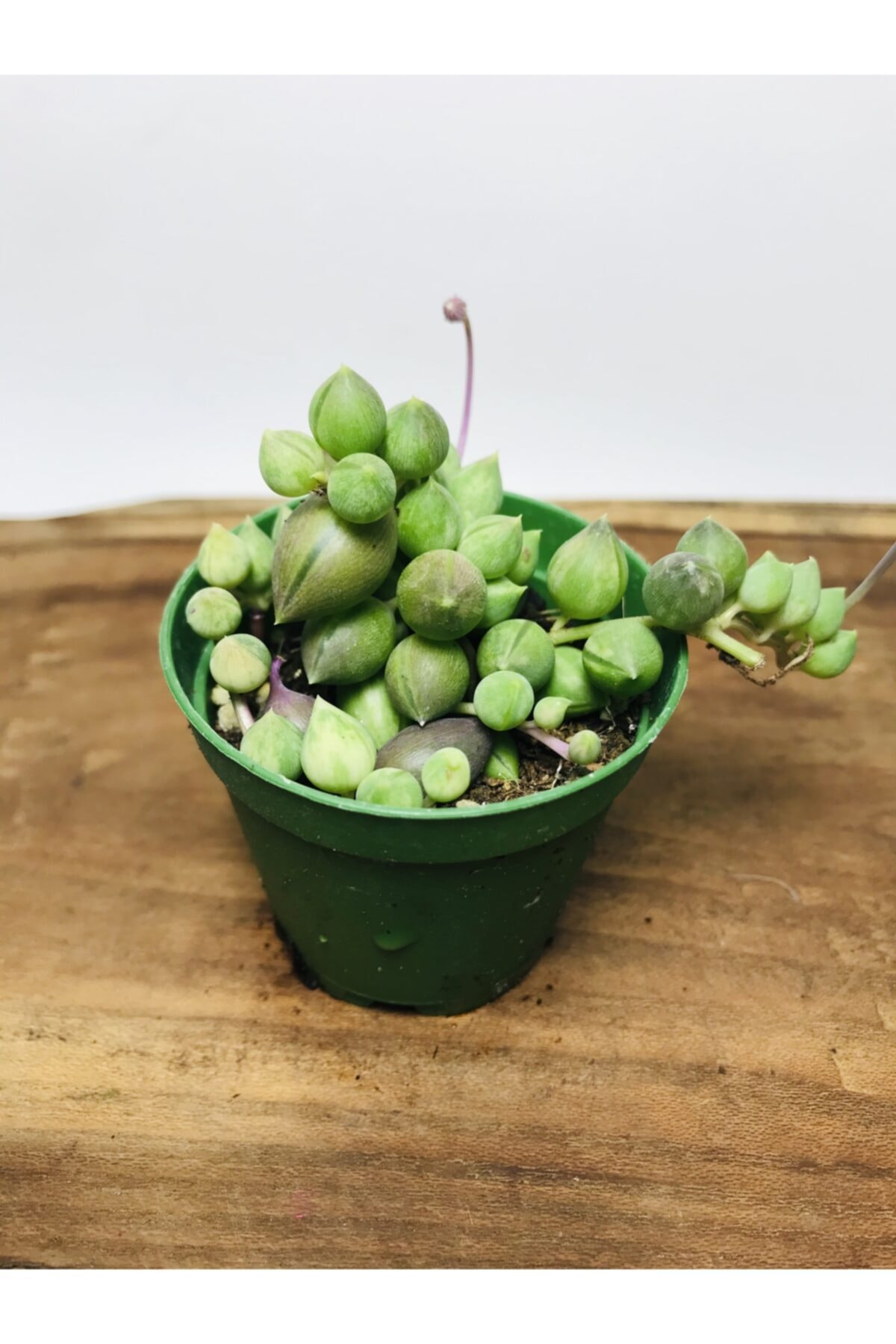 Senecio Rowleyanus Variegata Sarı Yeşil Renkli Tesbih Çiçeği 2