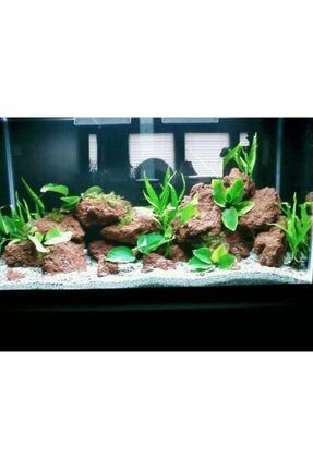 babelhome ceratophyllum demersum tilki kuyrugu akvaryum bitkisi 5 adet fiyati yorumlari trendyol