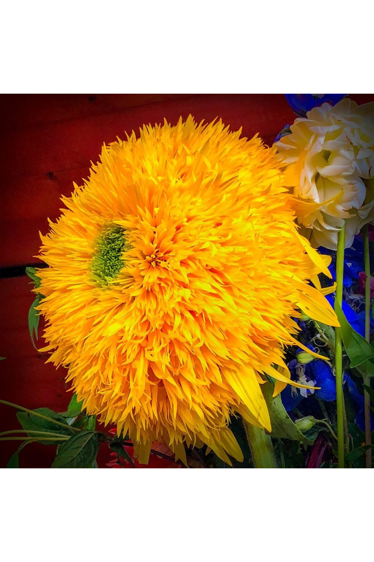 Teddy bear ayçiçeği tohumu bodur kesme çiçek helianthus annuus 5