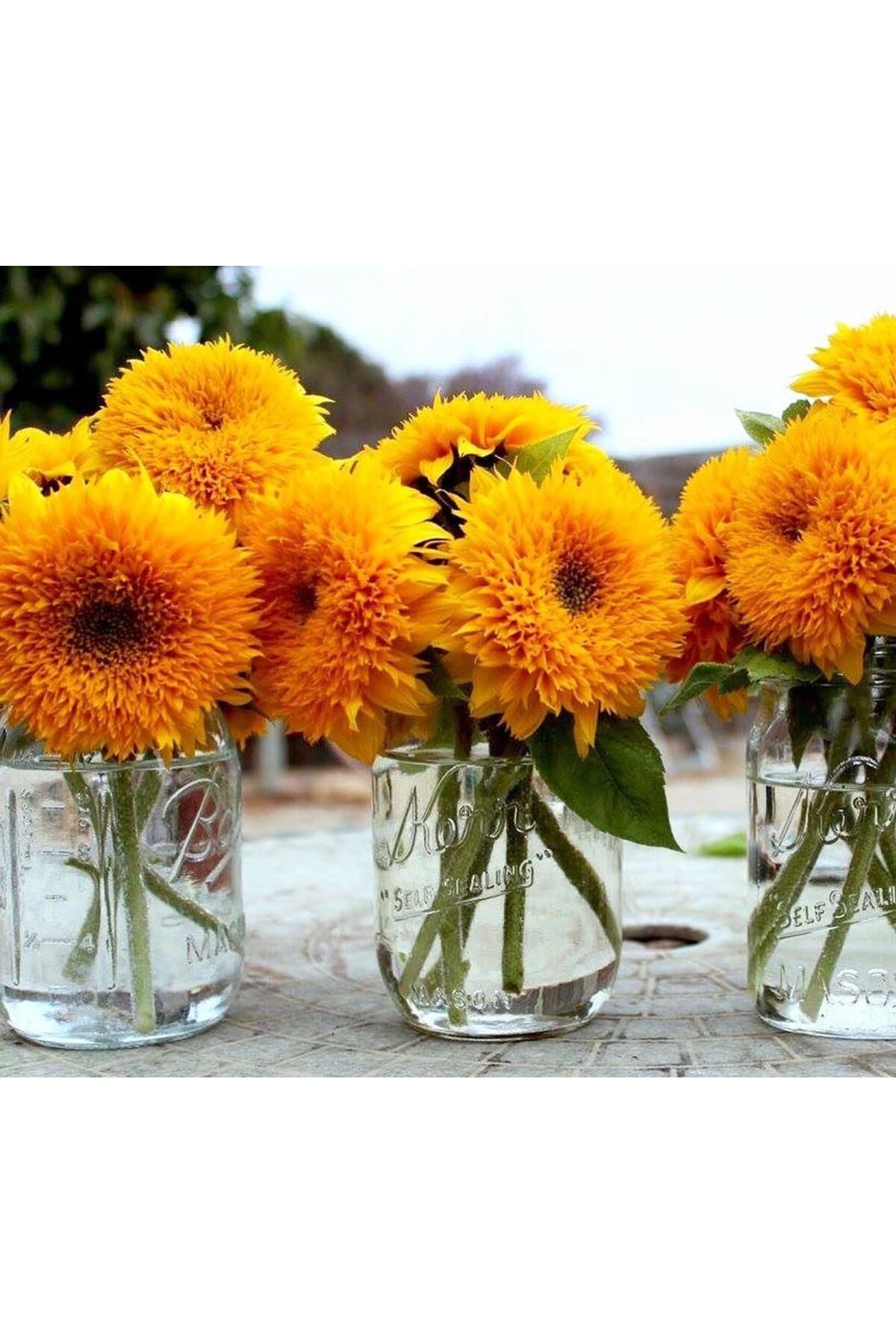 Teddy bear ayçiçeği tohumu bodur kesme çiçek helianthus annuus 4