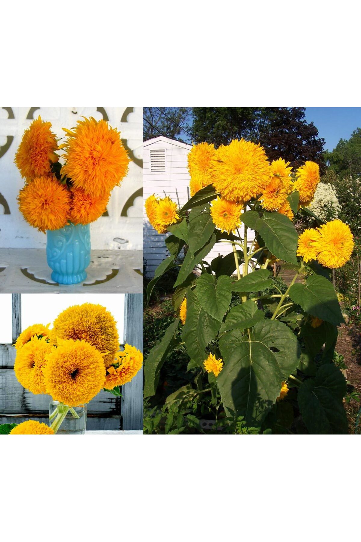 Teddy bear ayçiçeği tohumu bodur kesme çiçek helianthus annuus 7