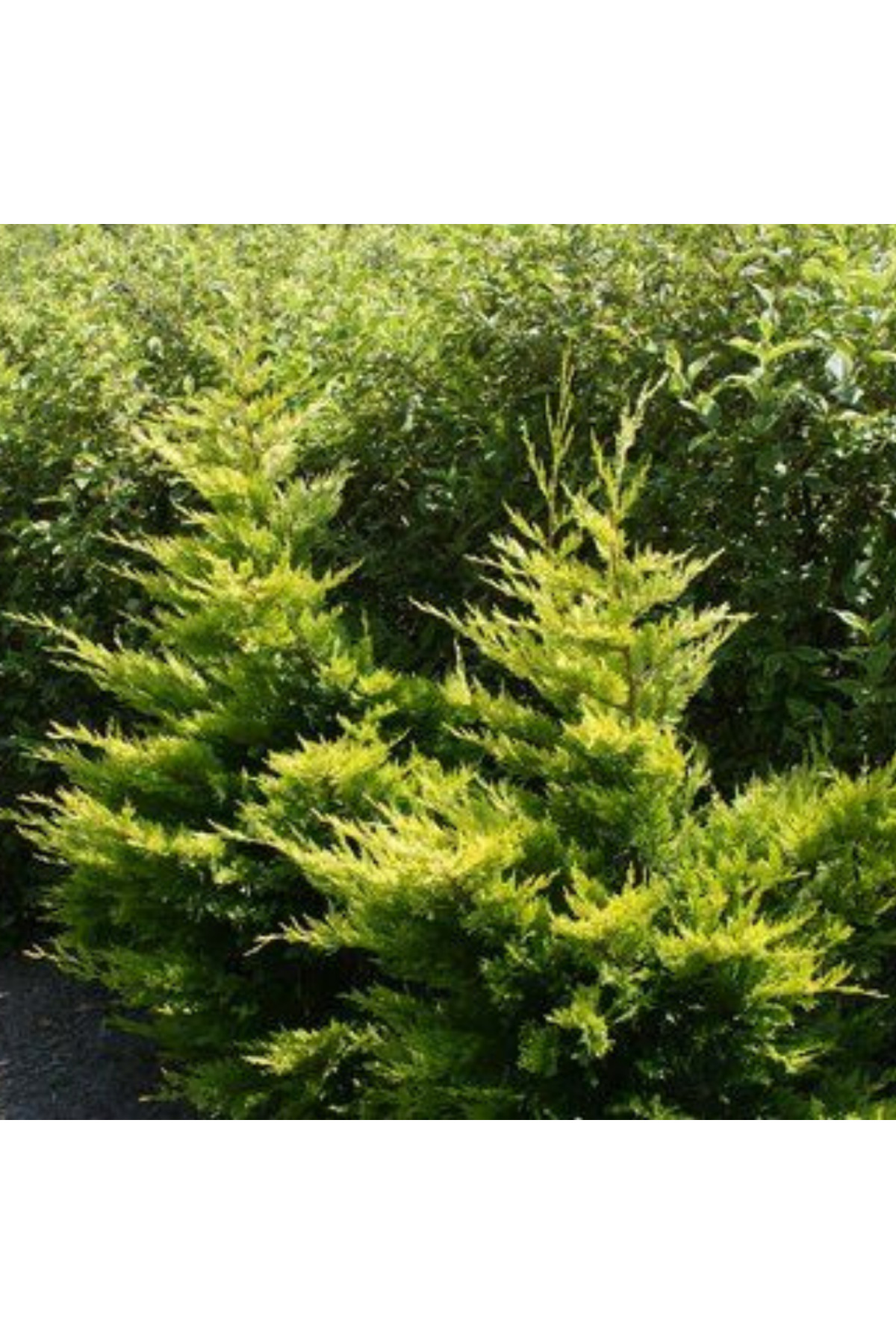 Sarı renkli çit bitkisi Altuni Goldrider Leylandi fidanı 40 60 cm boylarında tüplü 3