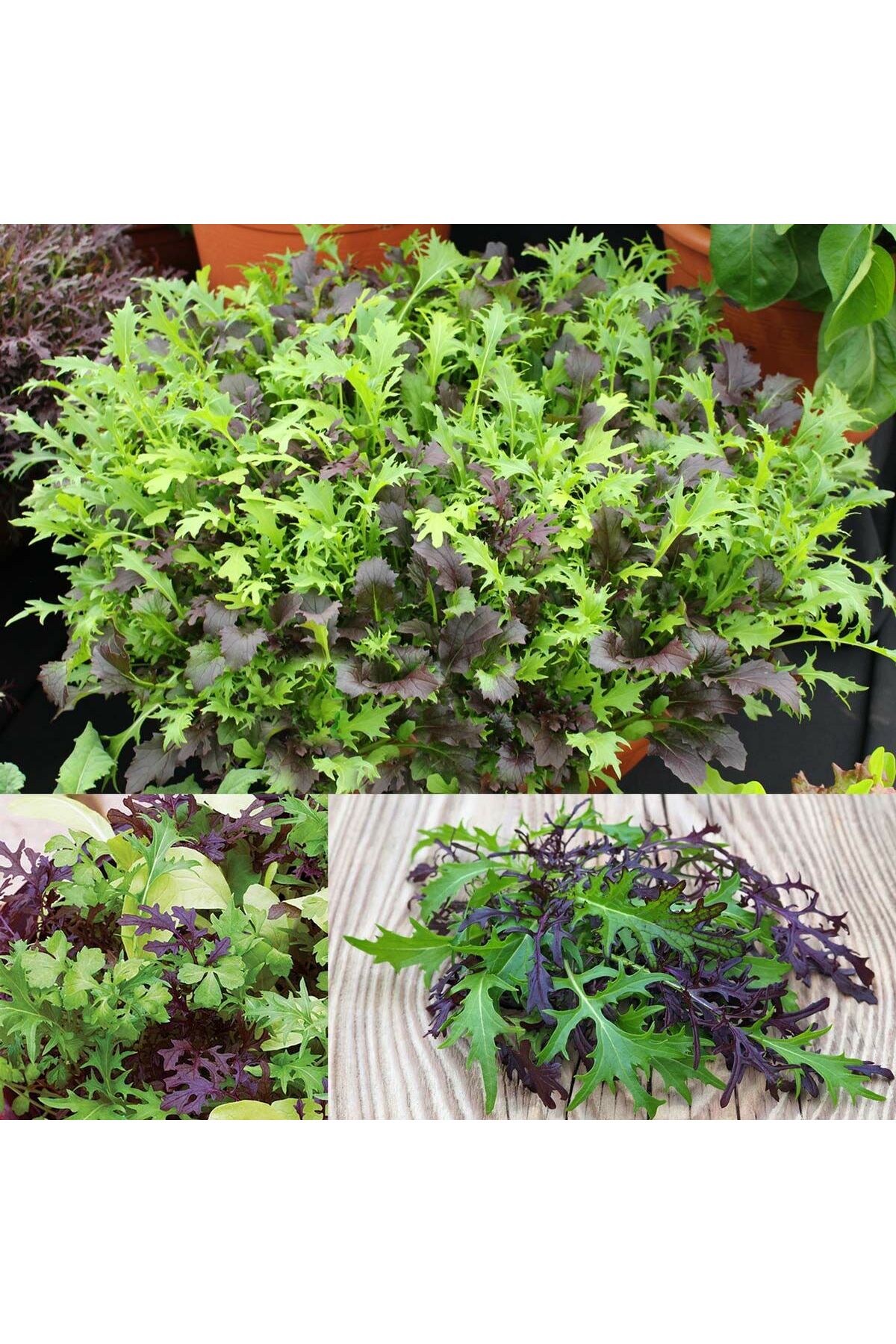 Kıvırcık salata karışımı tohumu 4