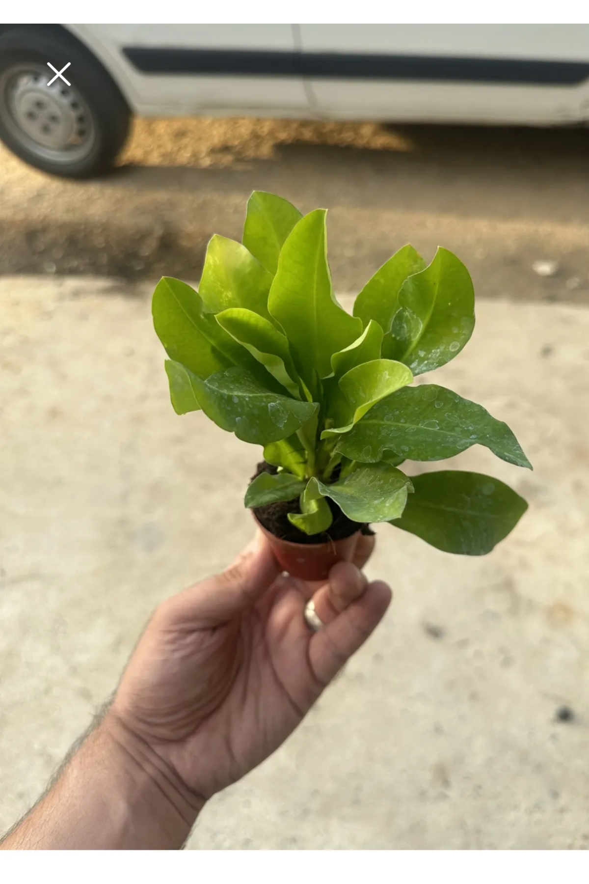 Kırmızı Dikenli Taç Çiçeği 20-25cm 1.kalite 2