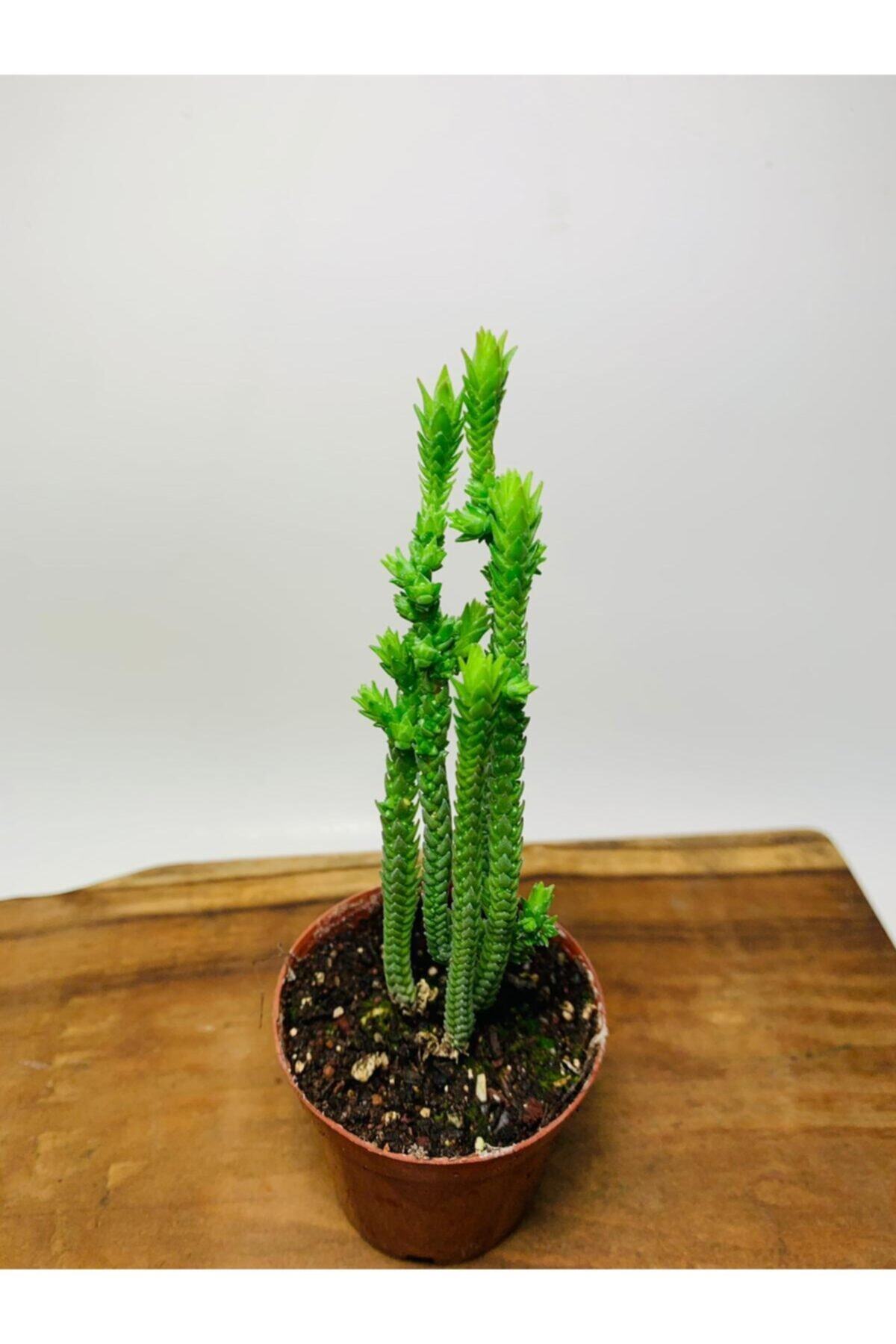 foliumbotanik Crassula Muscosa Variegata Prenses Çamı Beyaz Pembe Tür