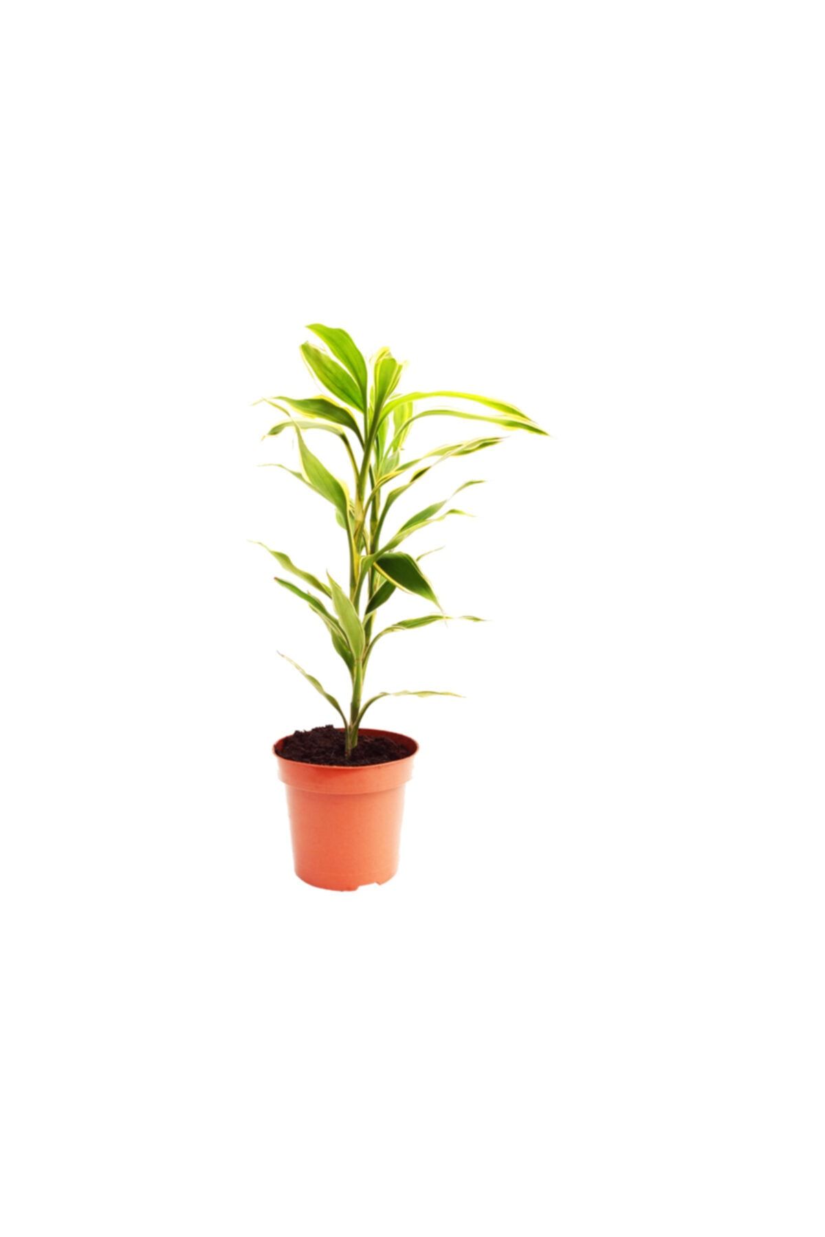 https www trendyol com palmiye dracaena sanderiana sans bambusu p 36392777