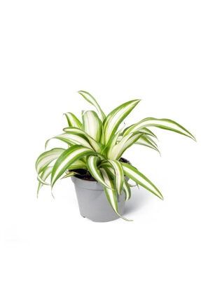 Chlorophytum Laxum - Kurdele Çiçeği Mini - Ev Ofis Salon Iç Mekan Bitkisi - Baby CGChlLax6x10