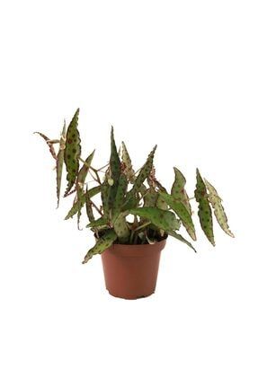 Begonia Amphioxus - Ev Ve Ofis Bitkisi BEGAM2