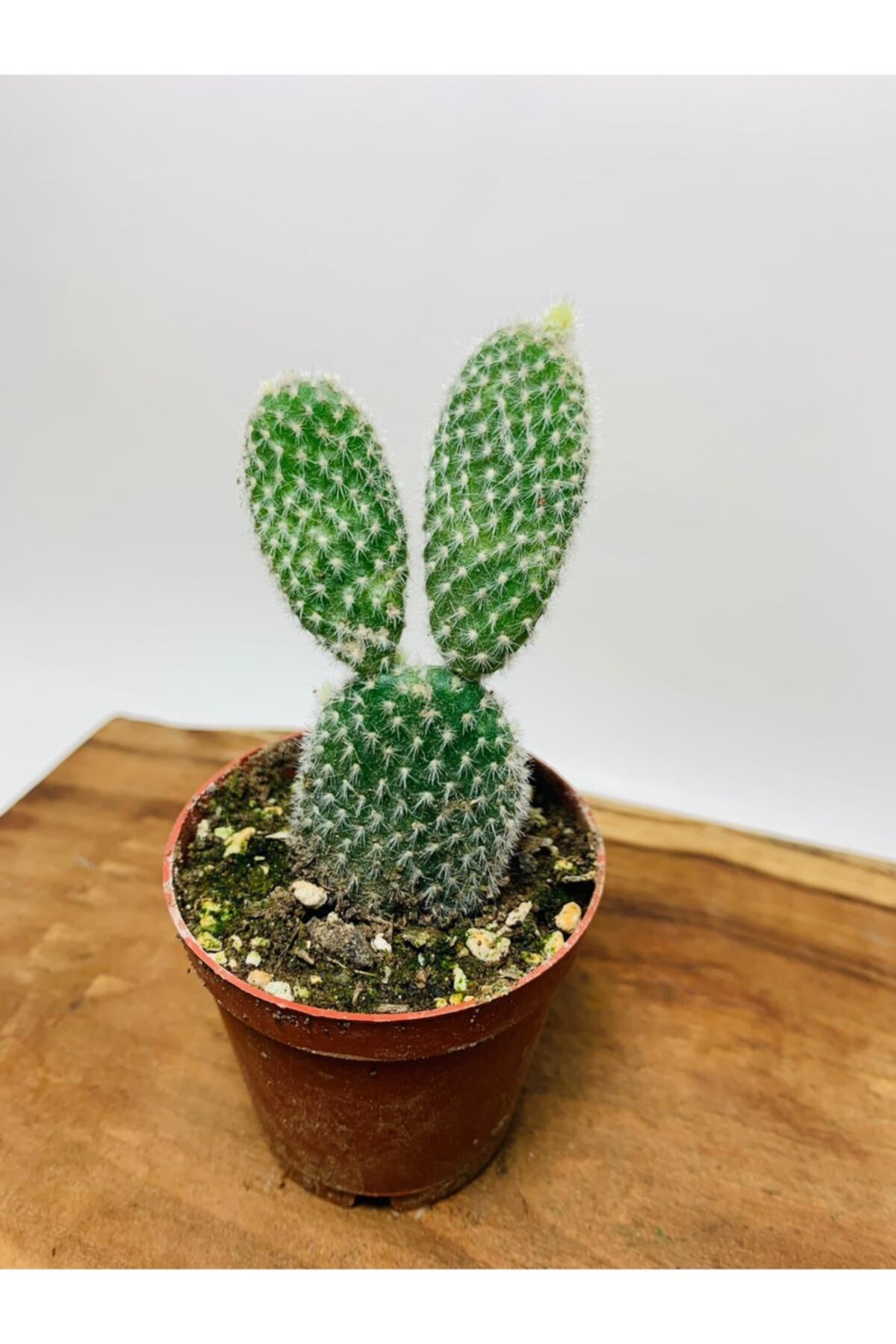 Opuntia Microdasys Bunny Cactus