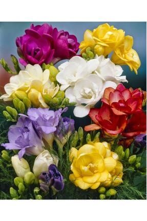 Katmerli Frezya Çiçeği Soğanı - 20 Adet New78