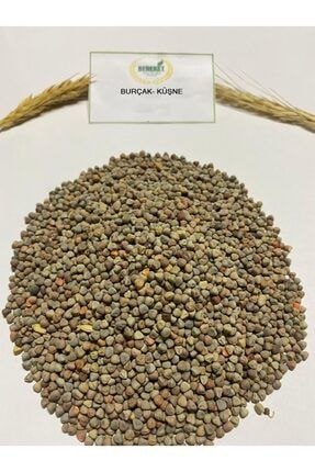 Burçak(küşne) Tohumu- 10 Kg BRKTLBRCK3