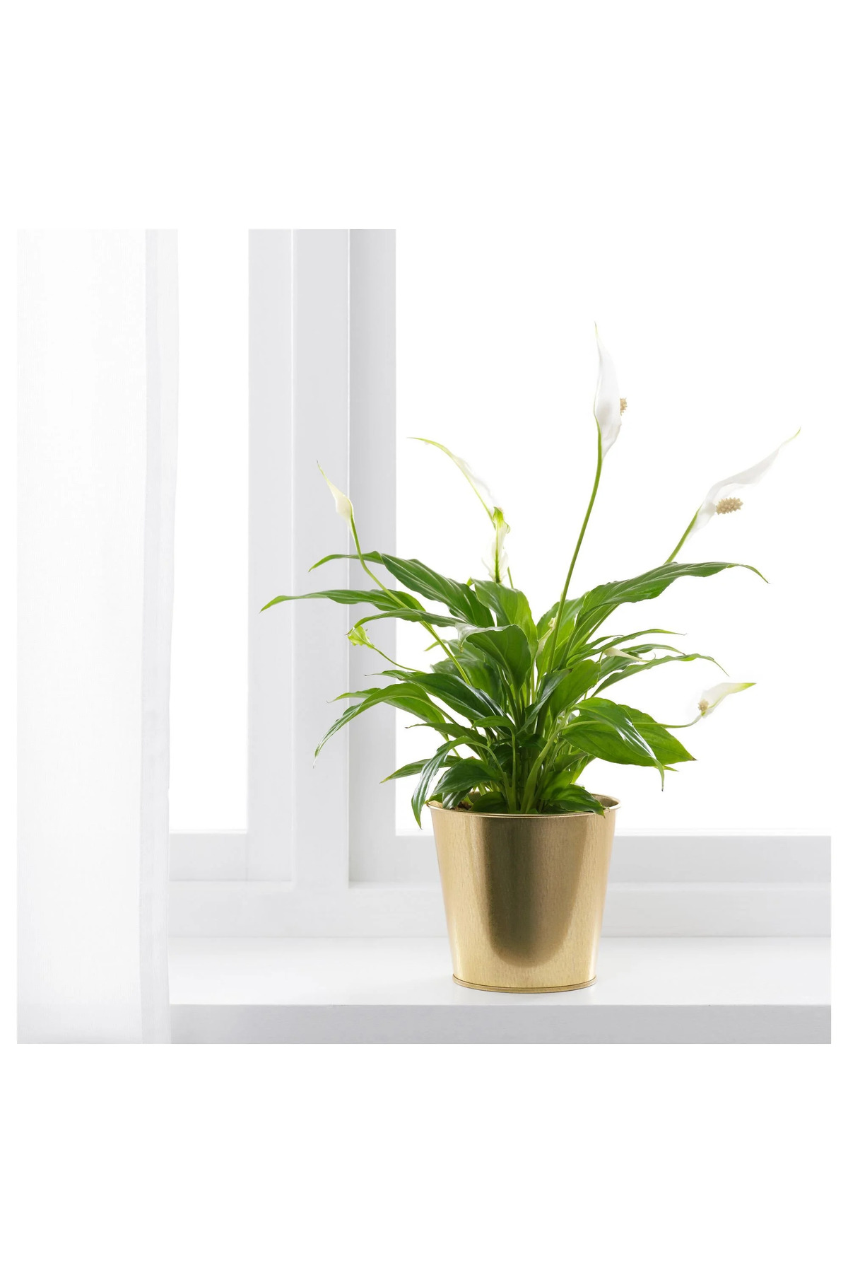 IKEA DAIDAI pirinç rengi 12 cm çelik saksı