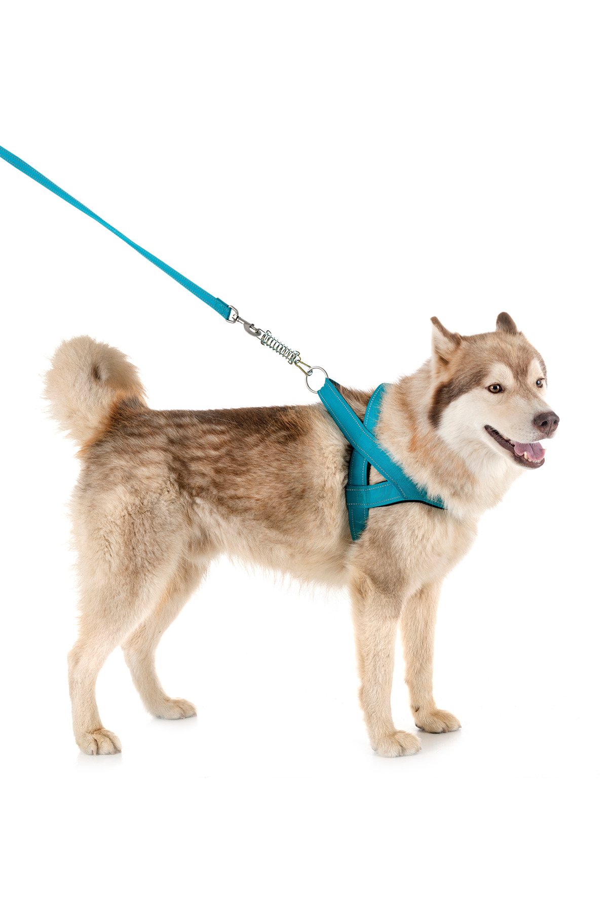 Tasma Flipy Çeken Köpekler Için Tasma Yayı. Köpek Tasması Yayı. Flexi Esnek ...