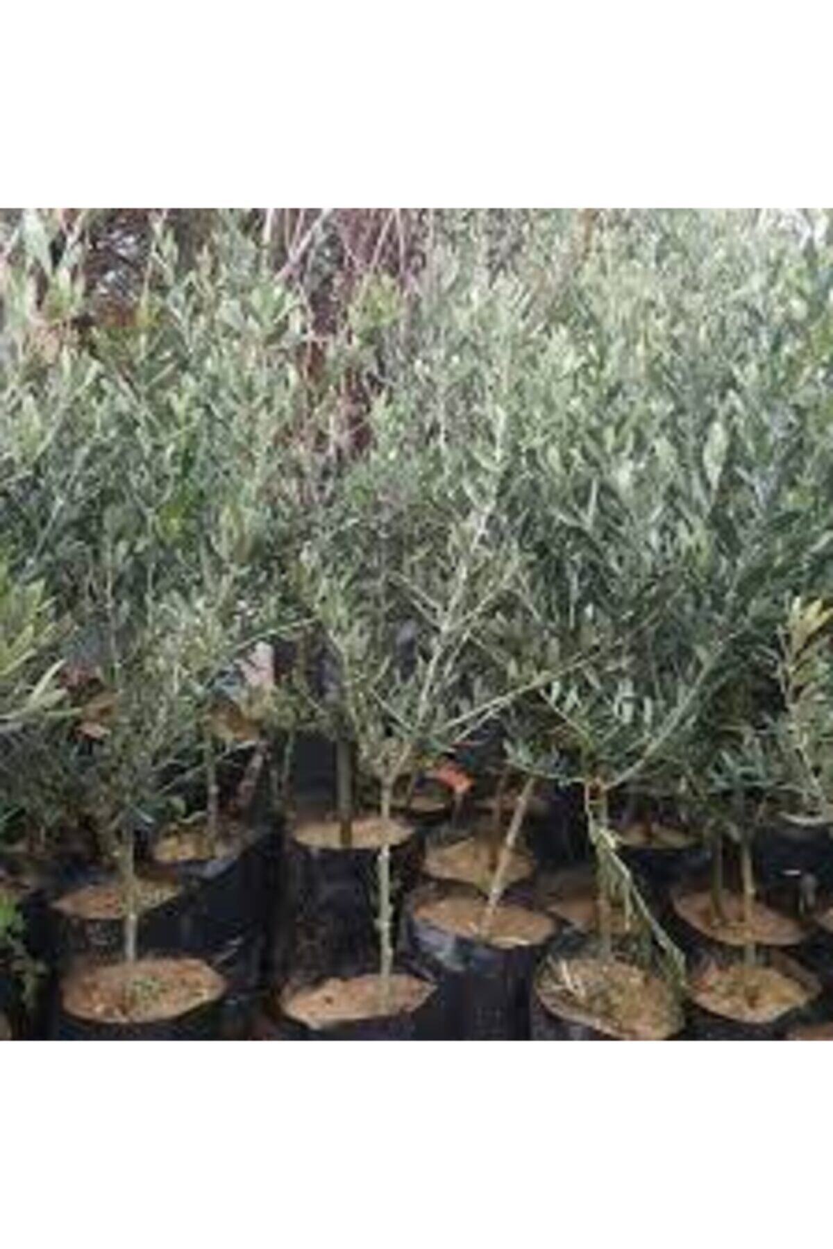 Tüplü Gemlik Zeytin Fidanı 2 Adet