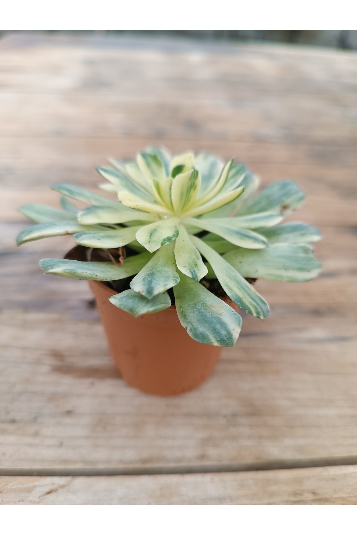 Aeonium Suncup 5,5cm saksılı sukulent 2