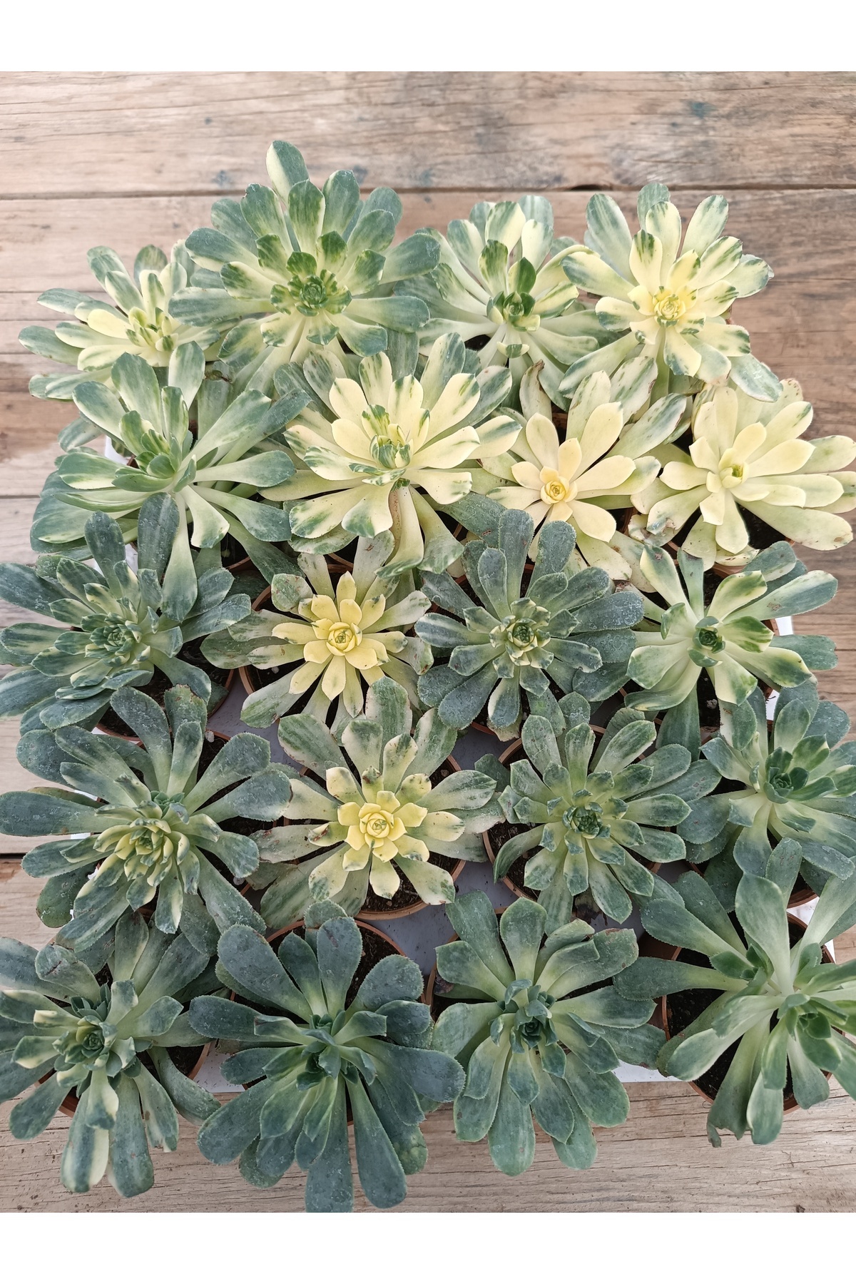 Aeonium Suncup 5,5cm saksılı sukulent 3