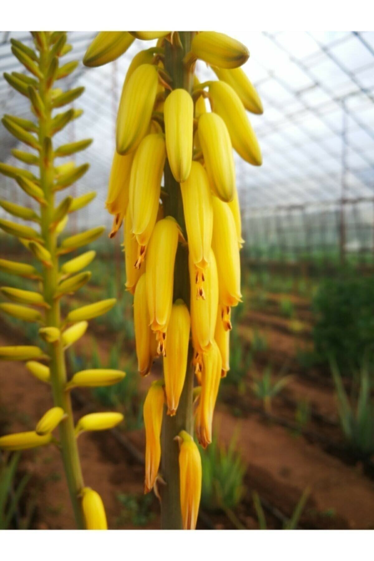 کرم صورت   AKDENİZ ALOE VERA | TYC00400736953 اورجینال - تصویر 4