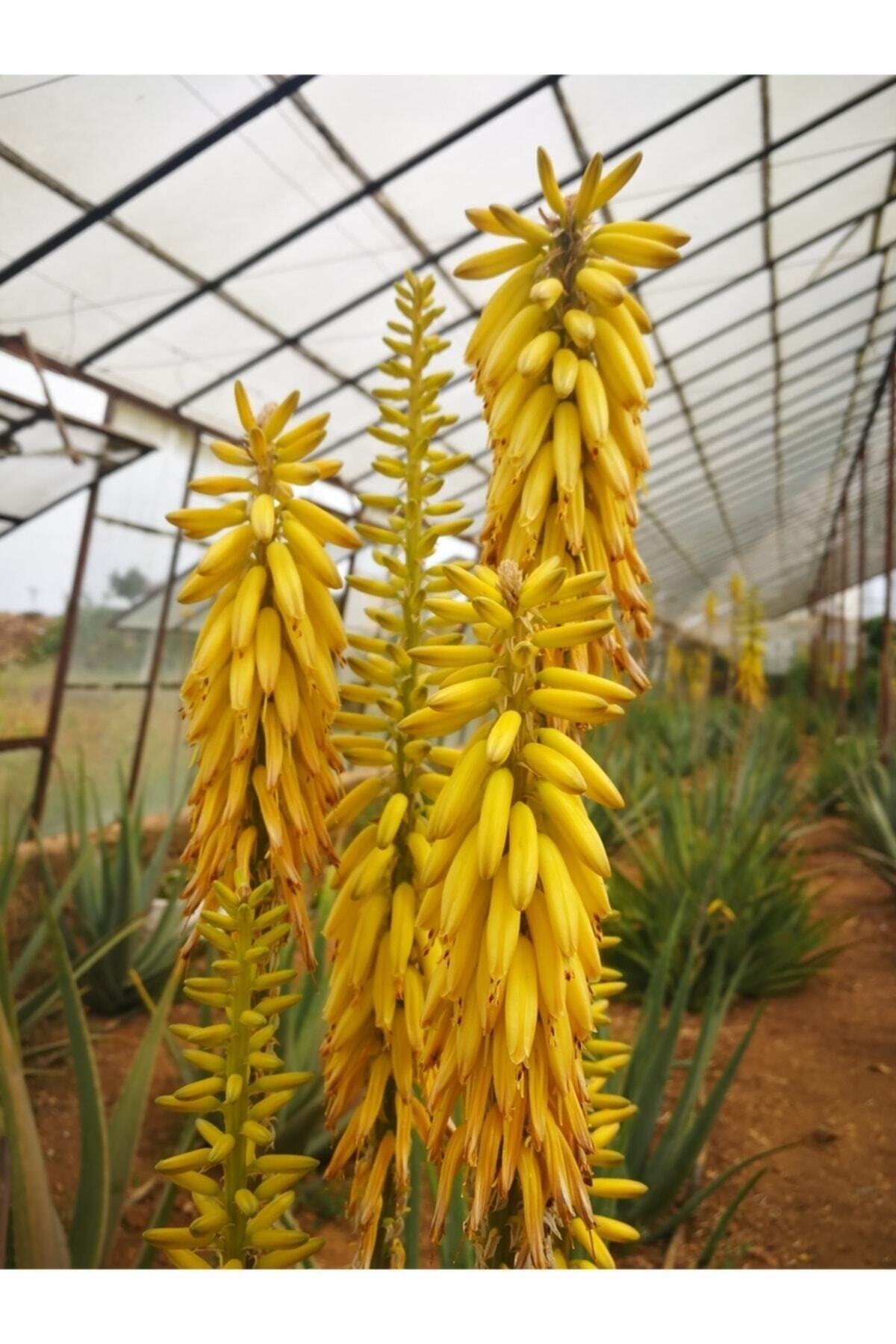 کرم صورت   AKDENİZ ALOE VERA | TYC00400736953 اورجینال - تصویر 6