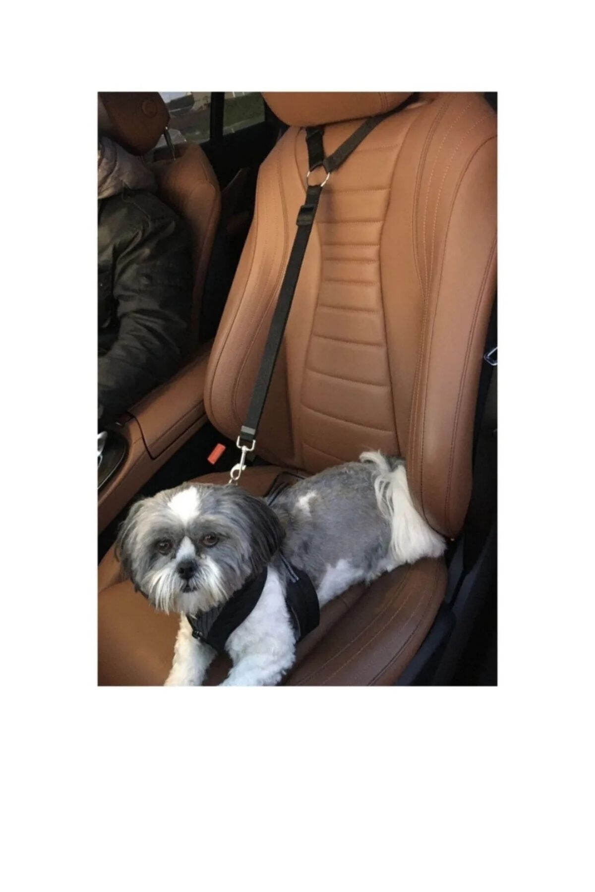 Pet car shop seat belt